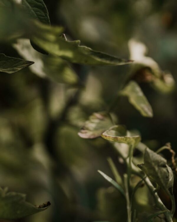 Gartenglück St. LeonRot Blumen, Tier, Garten & Regionales